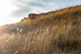 xero livadi dry grassland
